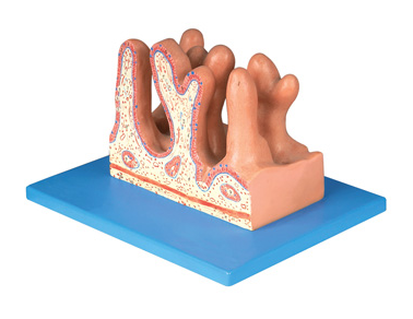 空腸內面放大模型