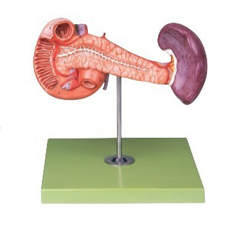 胰、十二指腸和脾模型