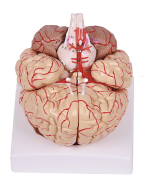 腦解剖附腦動脈和神經(jīng)分布模型